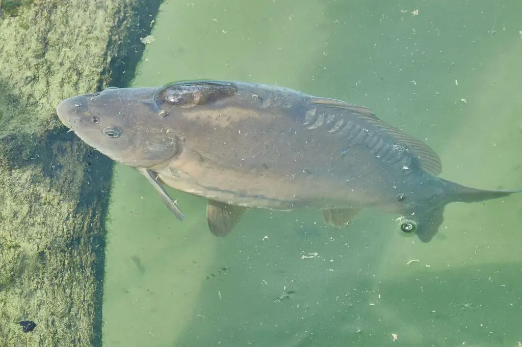 A carp in a pond