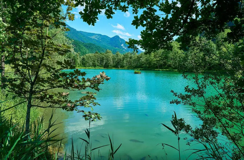 A pond with carp and mountains in the background 