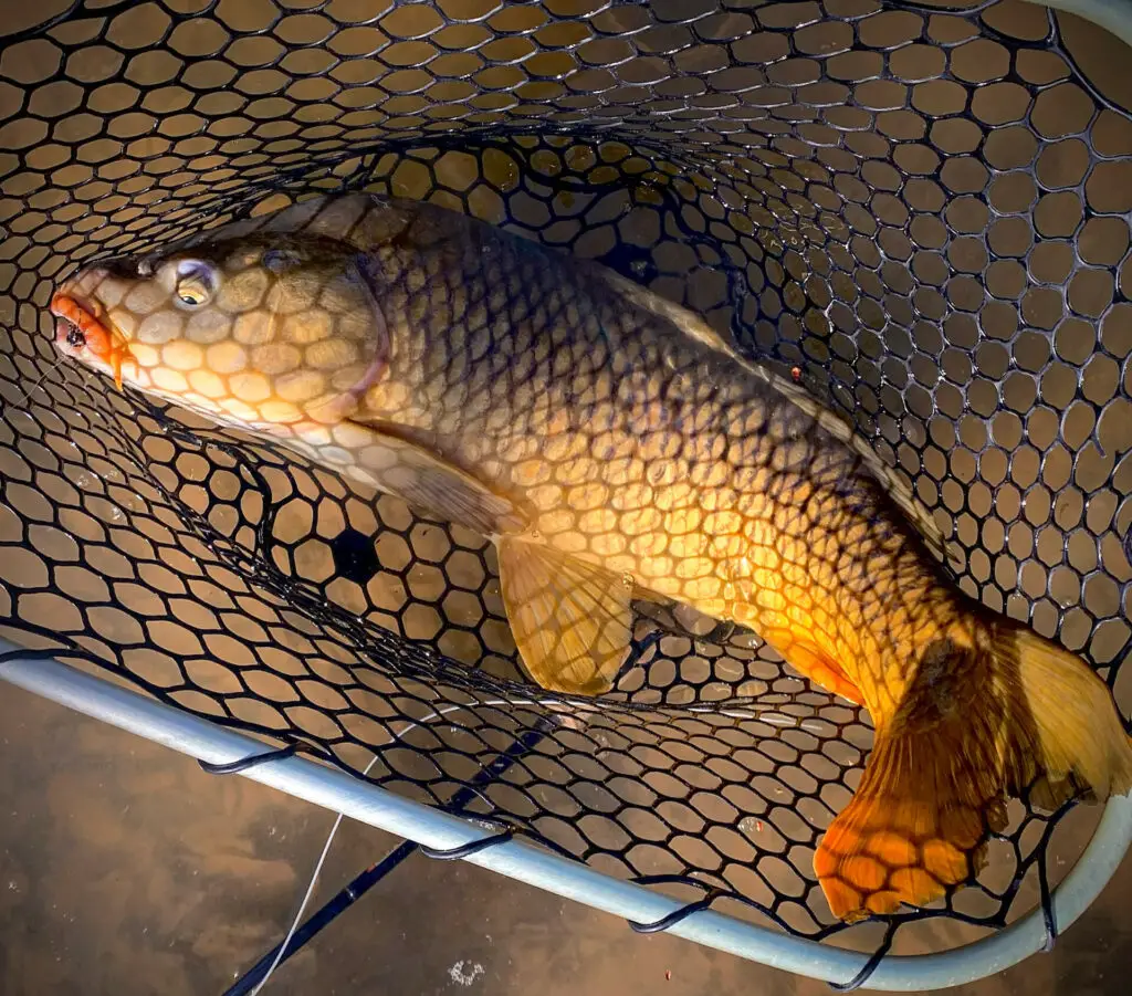 Mitchell Kempe - Fly Fishing for Carp