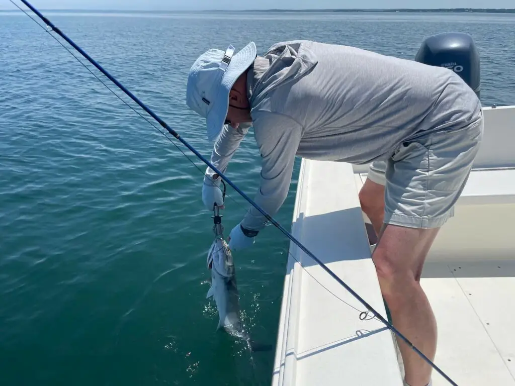 A bluefish landed with a fish gripper