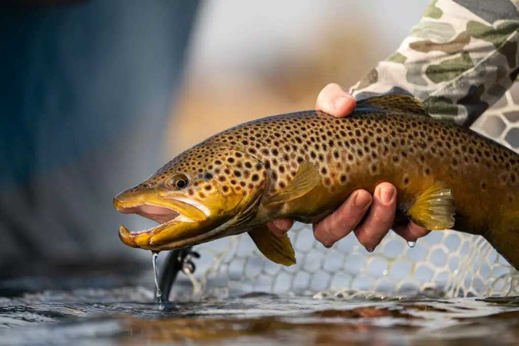 Brown Trout Madison River