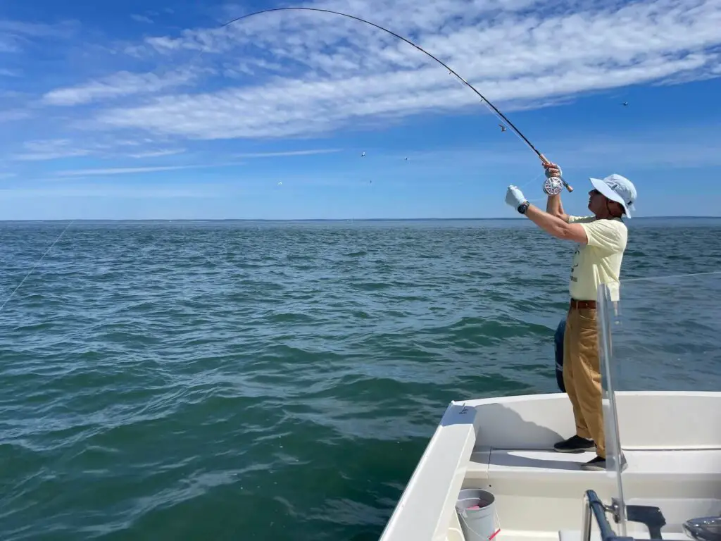 Saltwater Fly Rod in Action