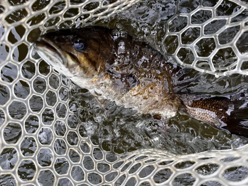 Smallmouth Bass on a 6 weight fly rod