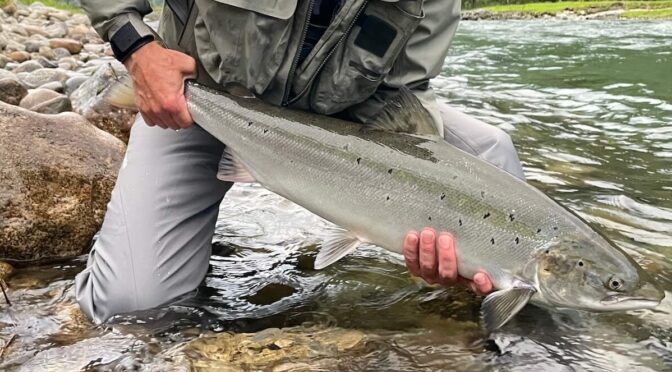 Dogma vs DNA – Ground-Level Science Rewriting Salmon Conservation