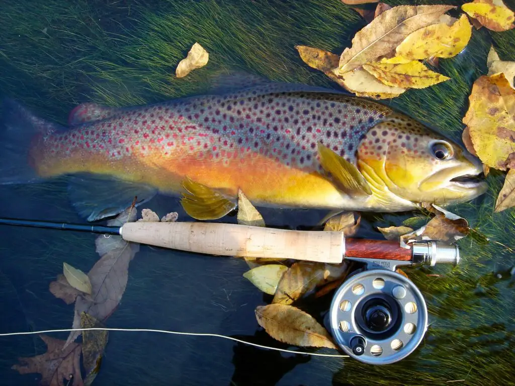 Big brown trout from the Little Red River