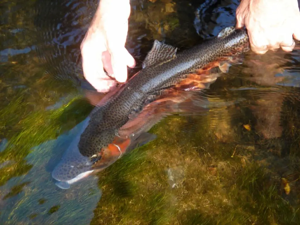 Release of a big rainbow - little red river trout fishing, Arkansas