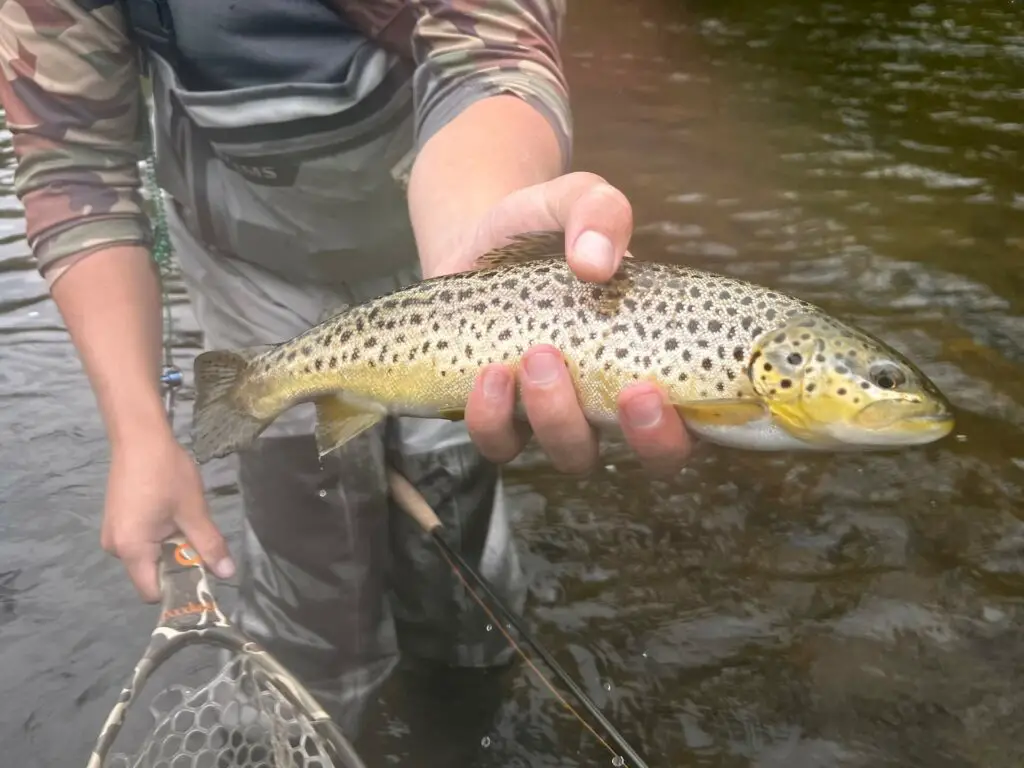 Brown Trout Housatonic River