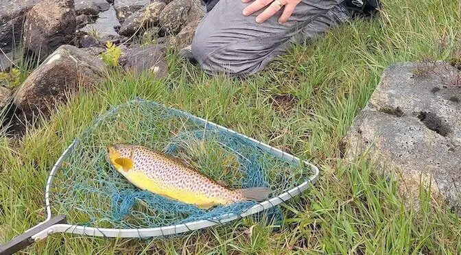 Brown Trout in the Outer Hebrides – South Uist Fishing