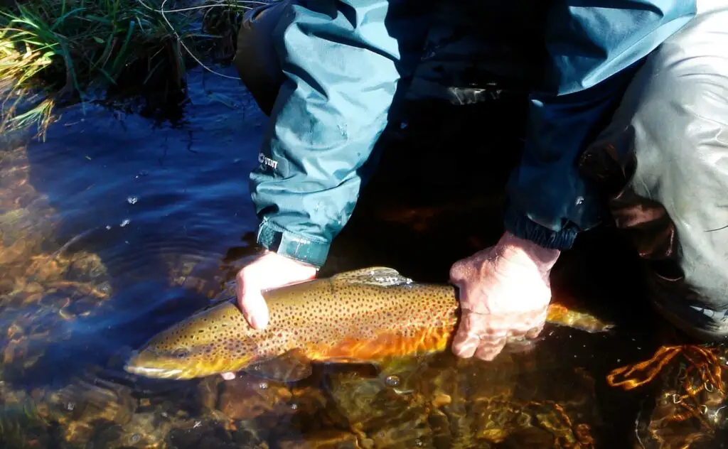 Release of a big brown trout in the Little Red River, Arkansas