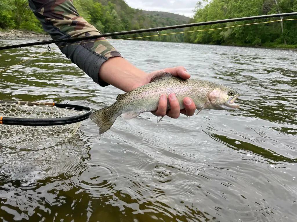 Rainbow Trout Housatonic River