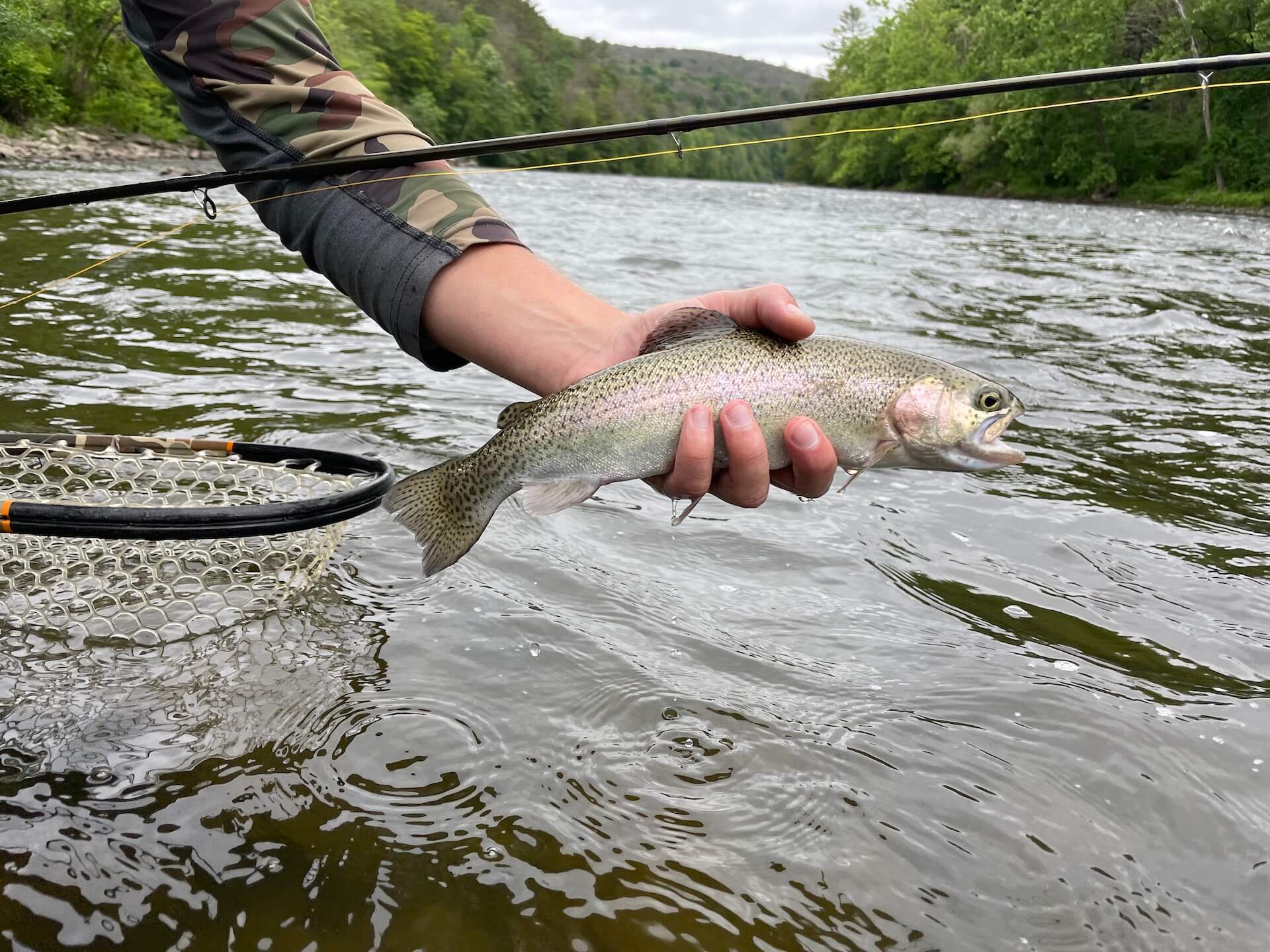 Fly Fishing For Rainbow Trout Tips And Tricks For Newcomers The 