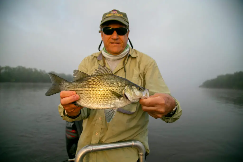 White Bass Wisconsin River Fly Fishing