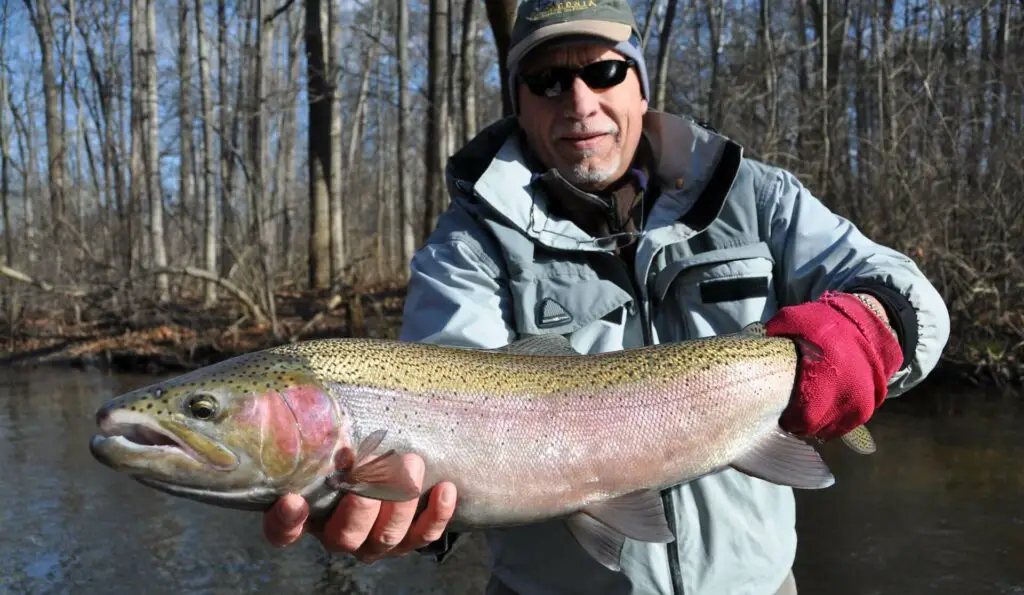 Fly Fishing Michigan: Dowagiac River Fall steelhead (Photo by Jay Anglin)