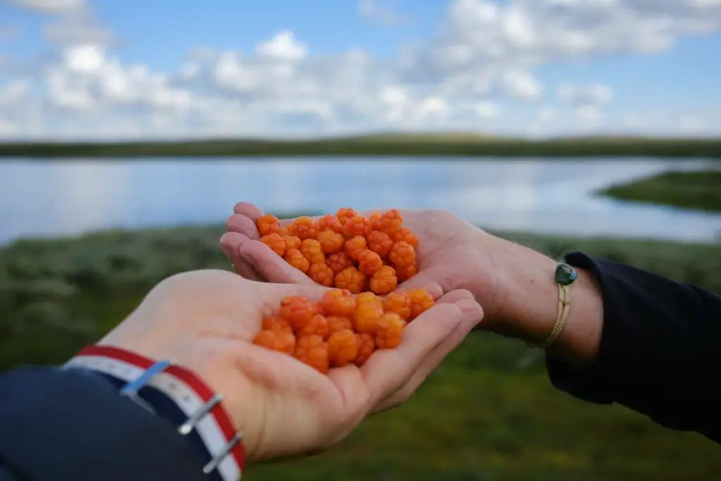 Cloudberries in hand