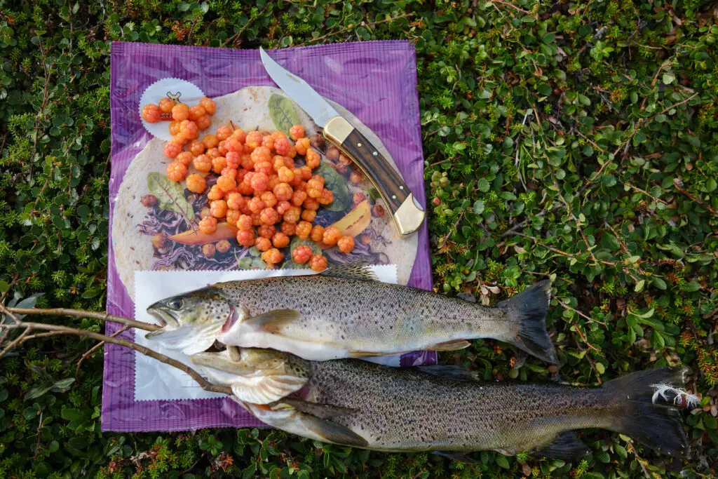 Fresh brown trout and cloud berries