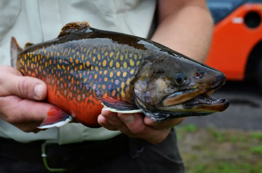 Coaster Brook Trout