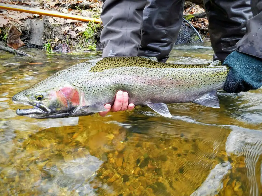 Spring Steelhead from Michigan