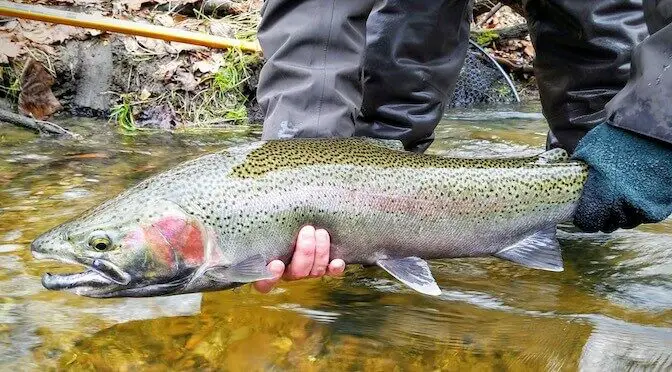 Ultimate Guide to Fly Fishing Michigan