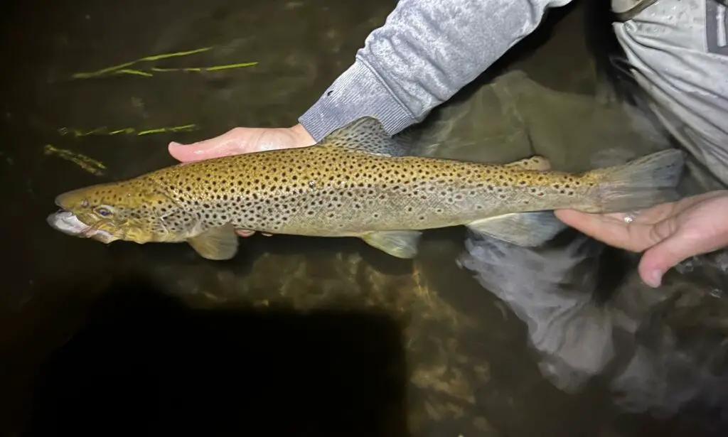 Big au Sable Brown trout caught at night