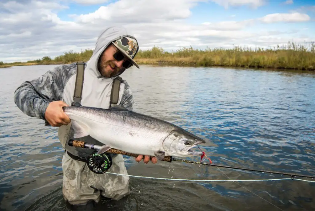Coho Salmon caught Fly Fishing in Alaska