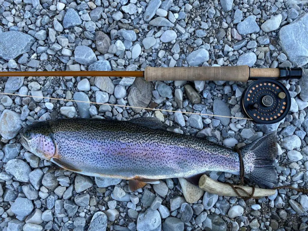 A fiberglass fly rod and a rainbow trout