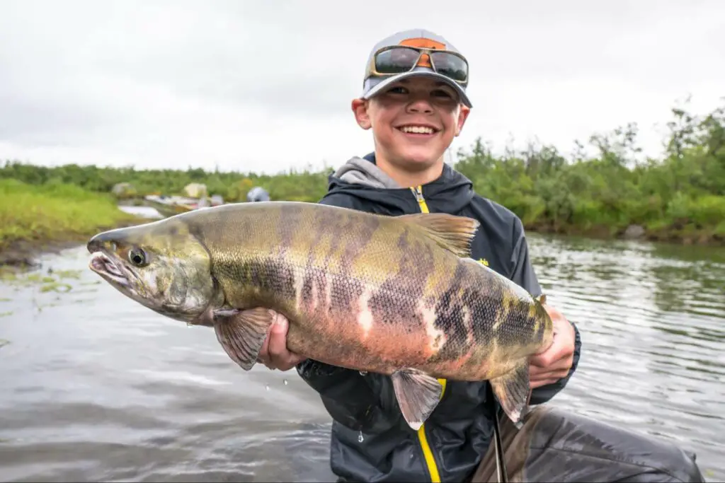 Fly Fishing Alaska Chum Salmon