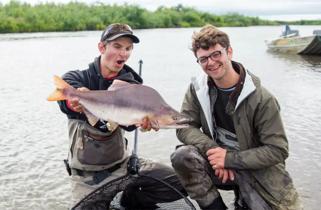 An Alaska Pink Salmon