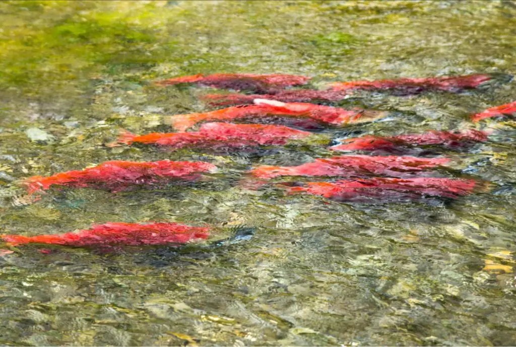 Sockeye Salmon Fly Fishing in Alaska