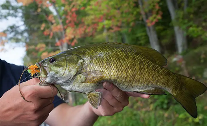 Smallmouth Bass in Hand