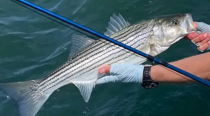 Fly Fishing: Rod Selection For Striped Bass Fishing - The Fisherman