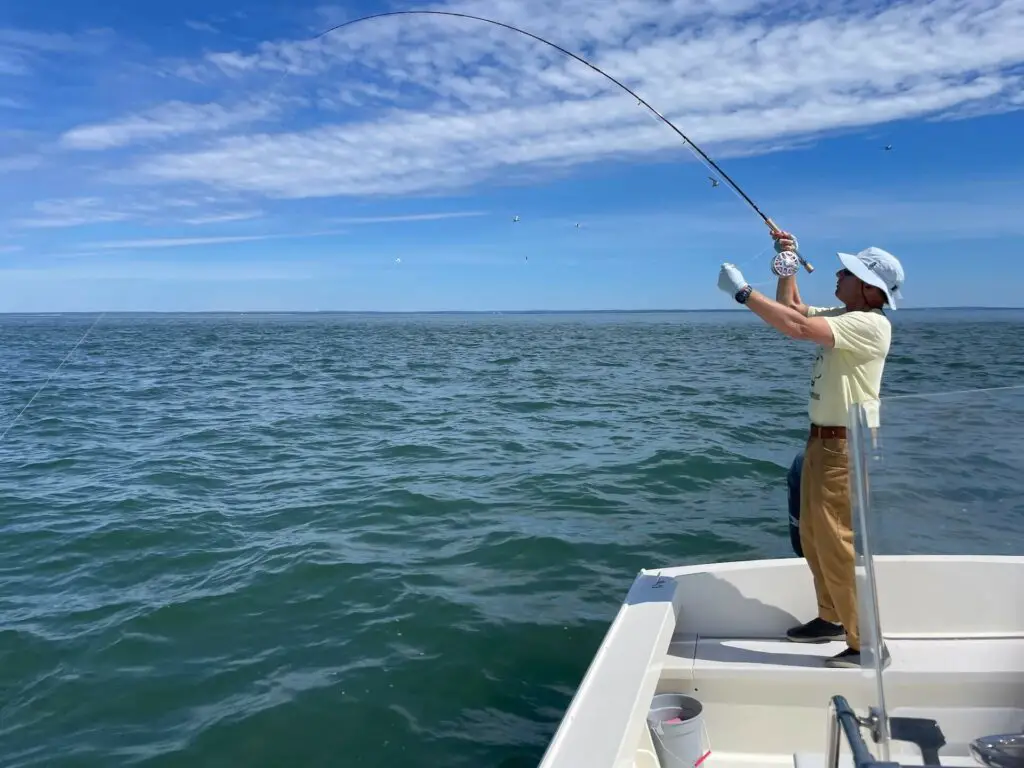 Fly Fishing for Stripers