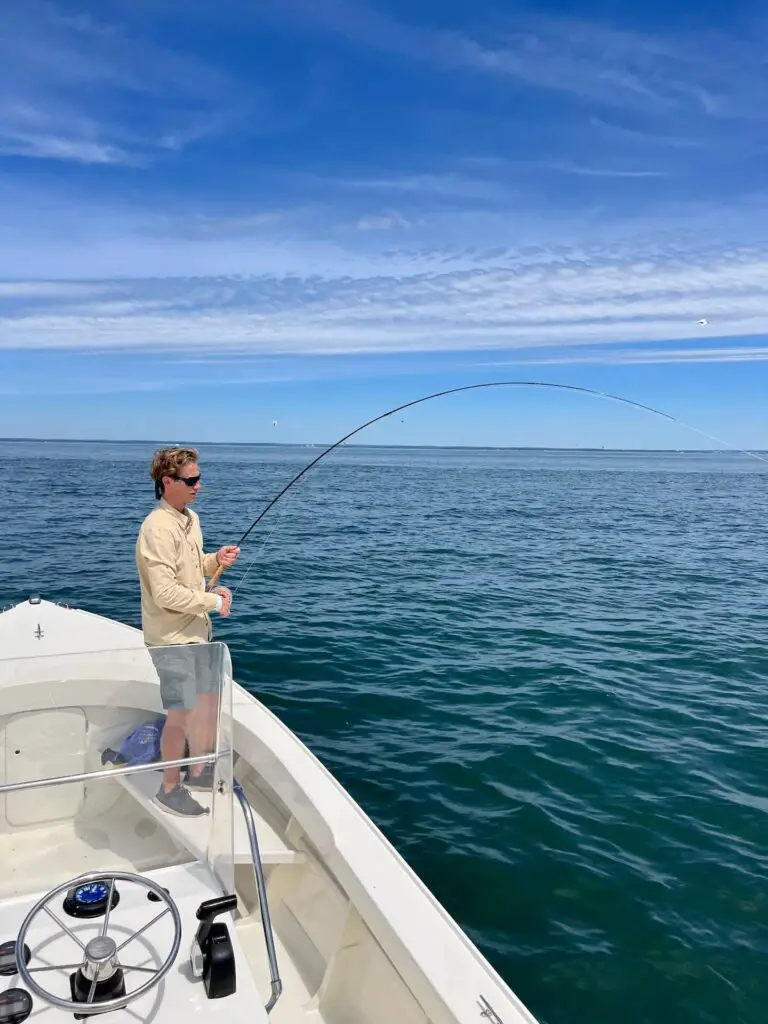 Hooked into a Fish while Fly Fishing for Striped Bass