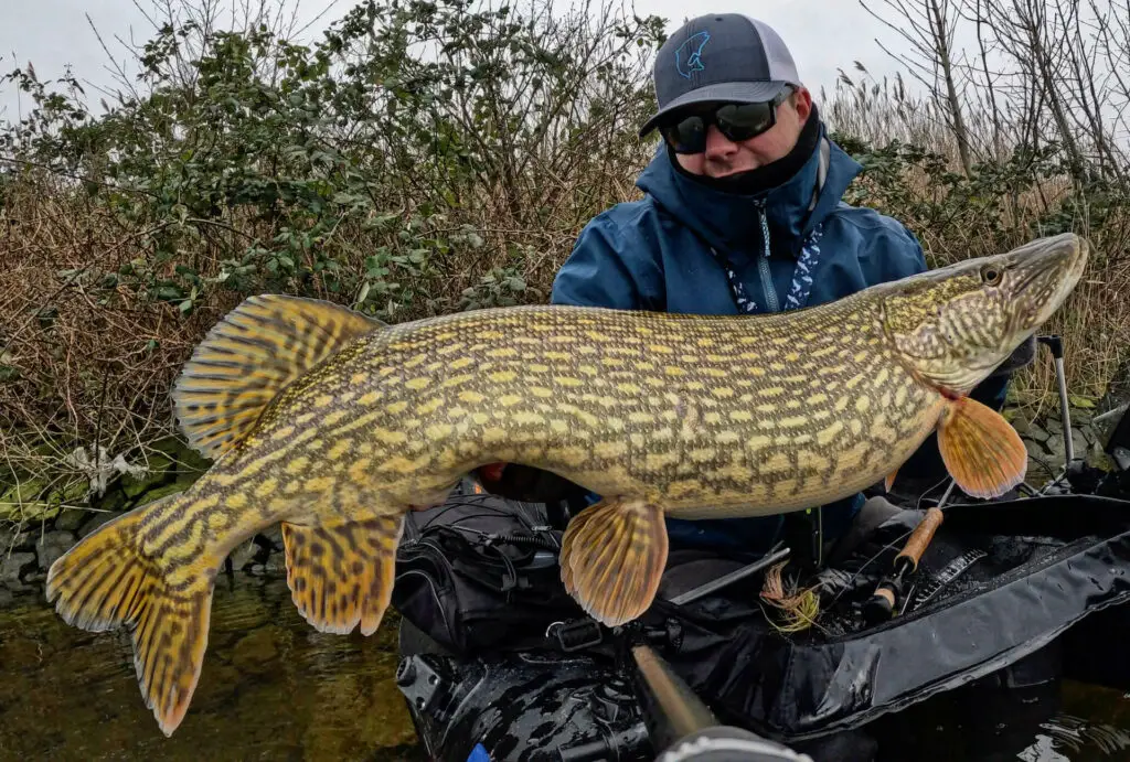 A big pike caught on a fly rod