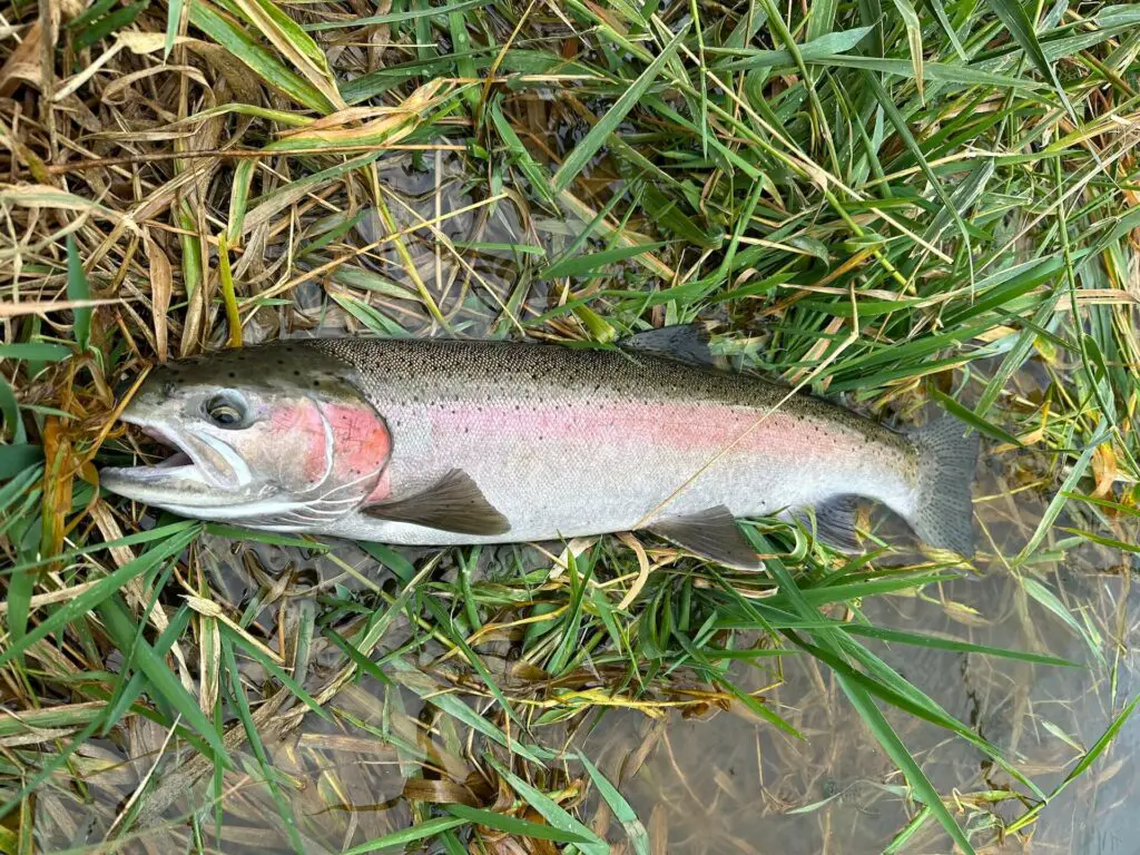 Fly Fishing Steelhead on the Deschutes River