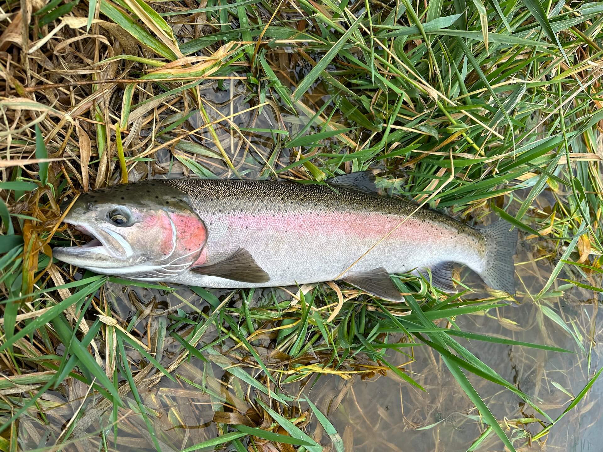 Fly Fishing Steelhead: A How To Guide - The Wading List