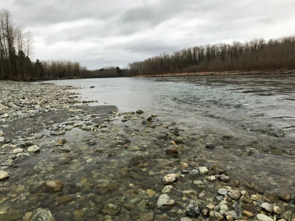 Fly Fishing Steelhead River Riffle