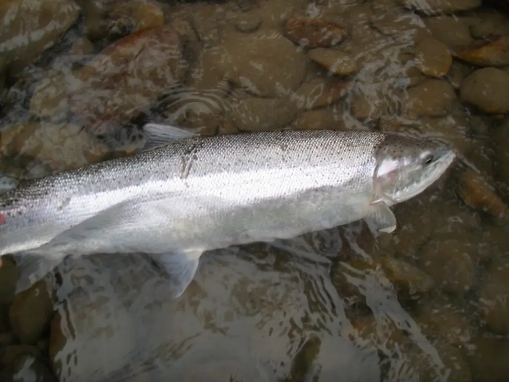 A steelhead from the Queets River, Washington. 