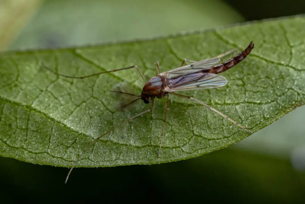 Adult midge fly