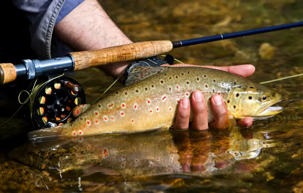 Brown trout caught while streamer fly fishing: make sure to use a line that can carry the weight of heavier streamers