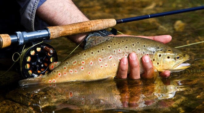 How To Catch Trout