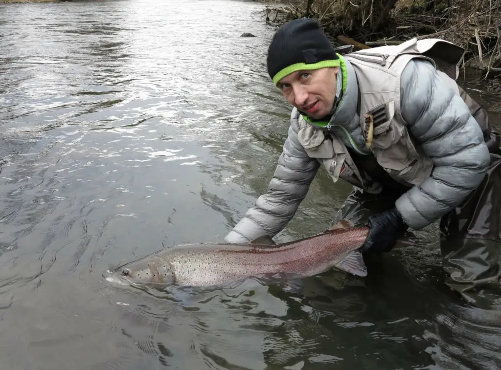 Danube salmon caught using a streamer fishing tactics