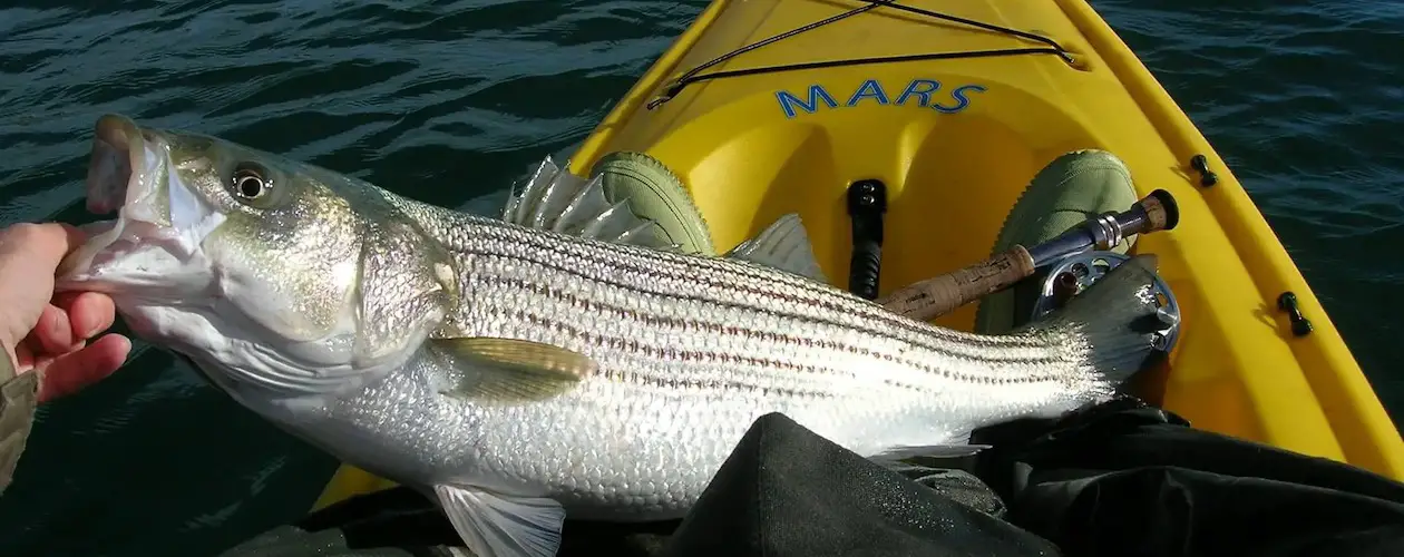 Fly Fishing for Striped Bass