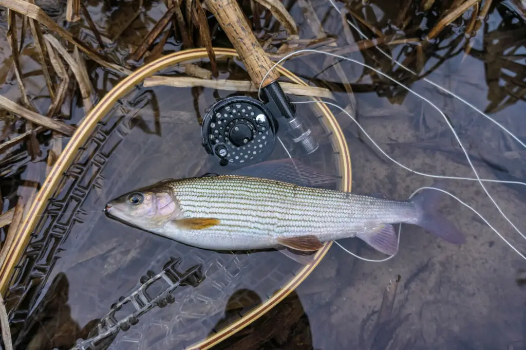 Grayling caught on a midge fly