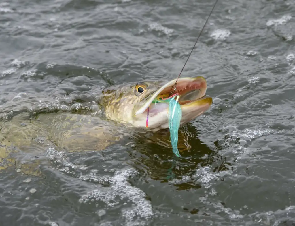 Pike Caught while Streamer Fishing