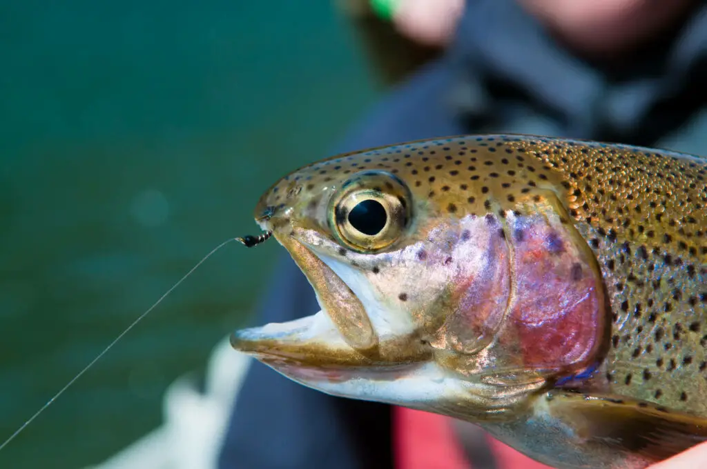 Fly fishing midges: A trout that fell for a zebra midge fly pattern