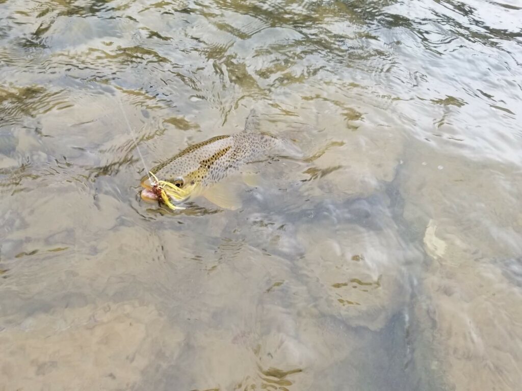 Streamer Fly Fishing for Brown Trout