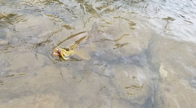 What Color Lure To Use In Muddy Water