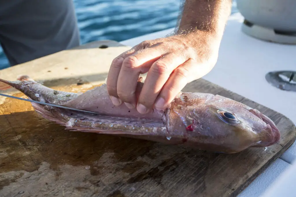 Filetting a Red Snapper