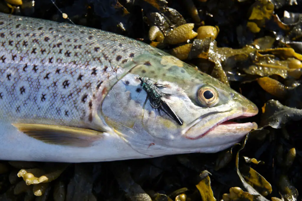 Fly caught sea trout