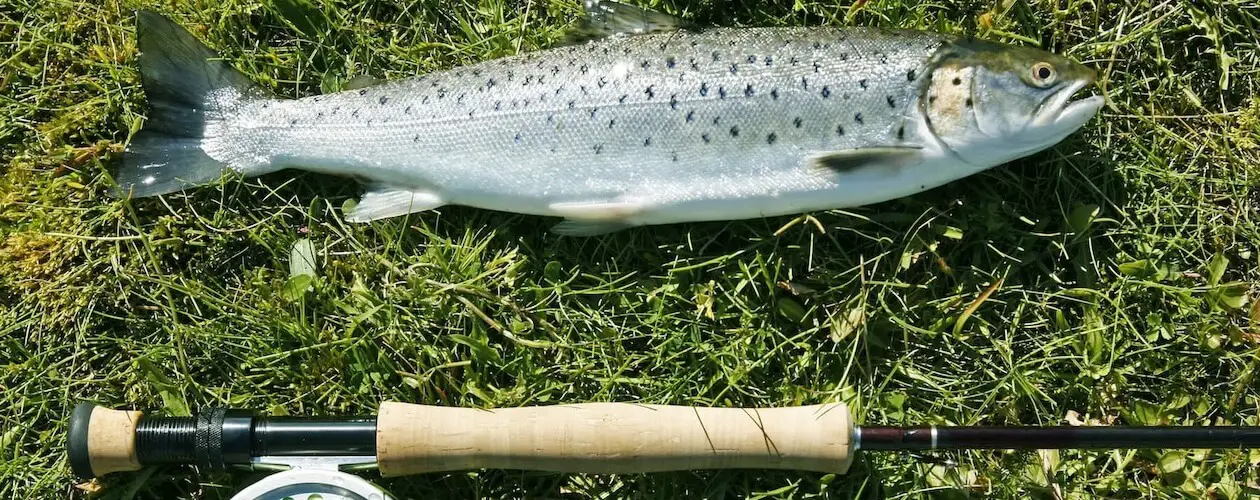 Sea Trout and Fly Rod in the grass